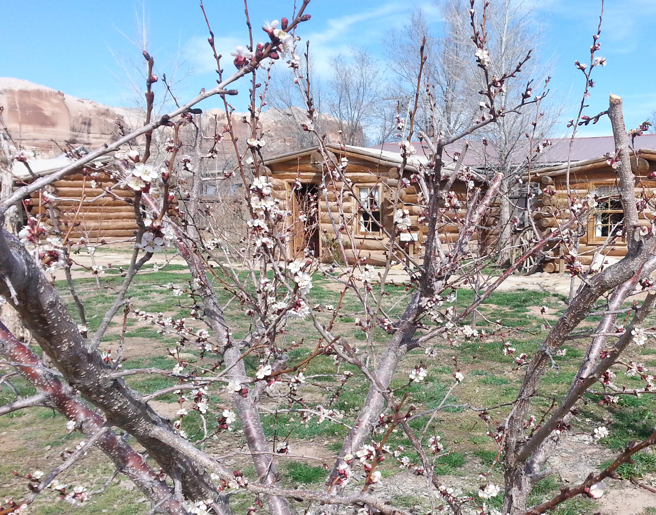 Peach blossoms