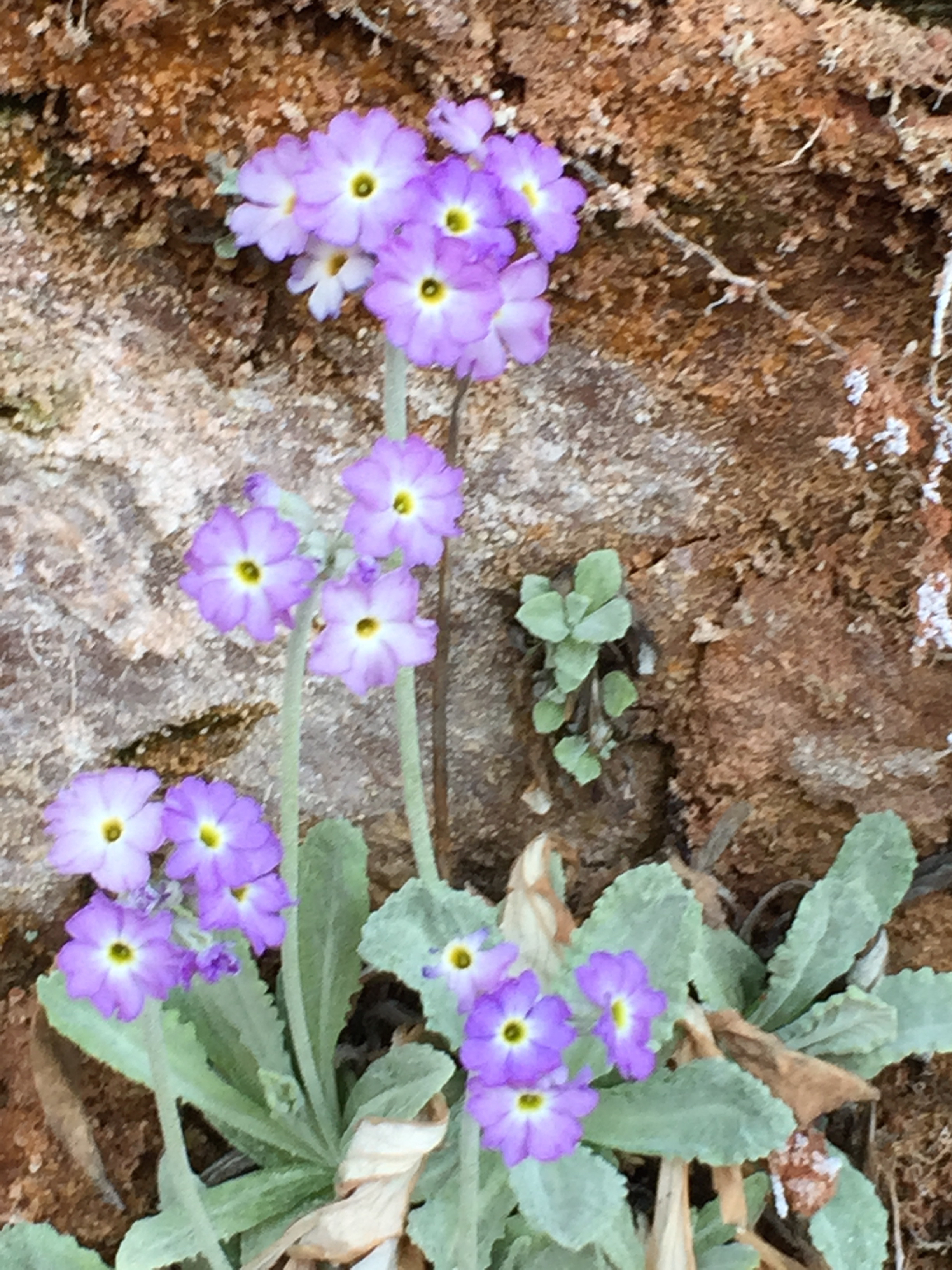 Cliff Flower